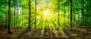 Grünes Waldpanorama im Sonnenlicht