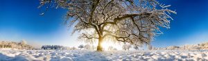 Magnificent panoramic winter scenery with a large tree in snow