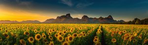 Panorama landscape of sunflowers blooming in the field., Beautif