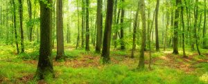 Panoramic Forest of Beech and Oak Trees