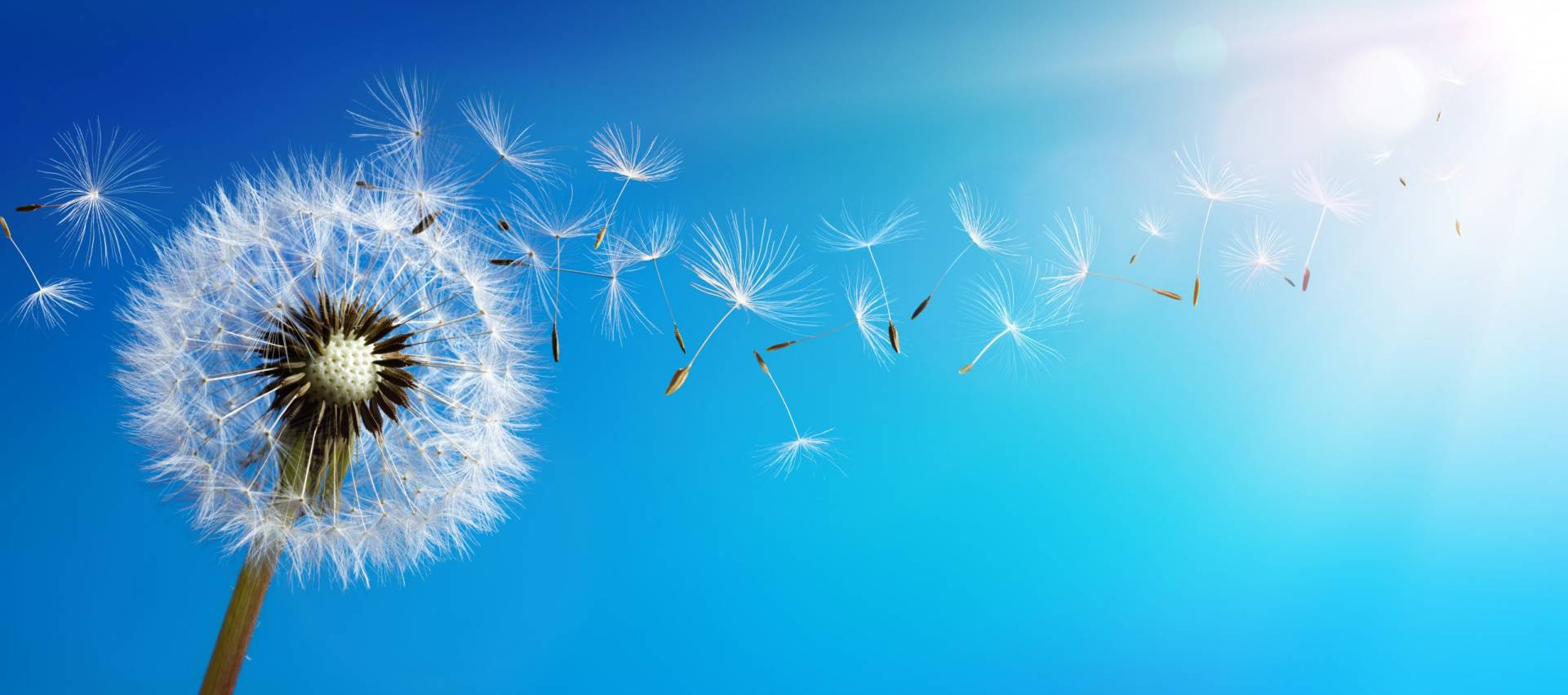 Dandelion With Seeds Blowing Away Blue Sky
